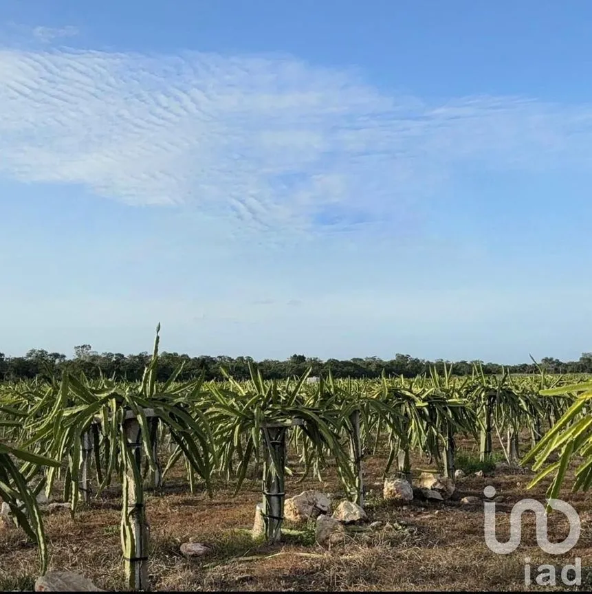 Terreno en Venta en Montecristo, Mérida, Yucatán | NEX-233943 | iad México | Foto 1 de 1