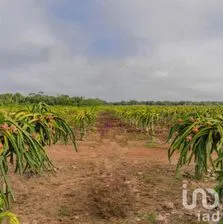 NEX-233944 - Terreno en Venta en Montecristo, CP 97133, Yucatán.