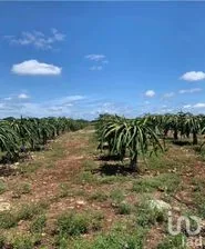 NEX-233947 - Terreno en Venta en Montecristo, CP 97133, Yucatán.