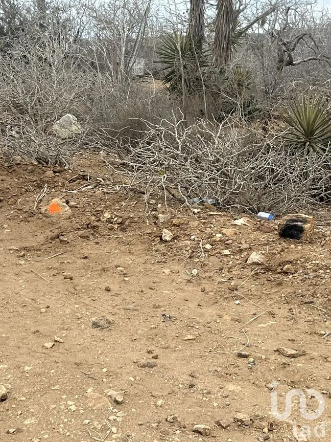 Terreno en Venta en El Pescadero, La Paz, Baja California Sur | NEX-261988 | iad México | Foto 8 de 8