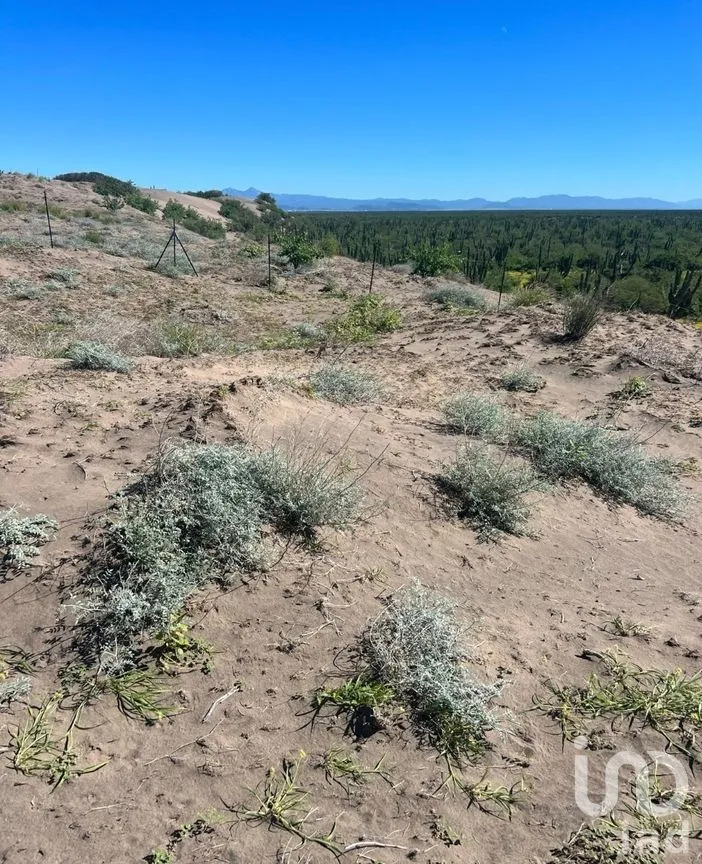 Terreno en Venta en Comitán, La Paz, Baja California Sur | NEX-261998 | iad México | Foto 8 de 13