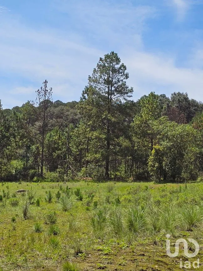 Terreno en Venta en Omitlán de Juárez Centro, Omitlán de Juárez, Hidalgo | NEX-257061 | iad México | Foto 4 de 5