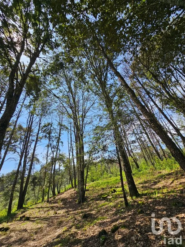 Terreno en Venta en Omitlán de Juárez Centro, Omitlán de Juárez, Hidalgo | NEX-257061 | iad México | Foto 1 de 5