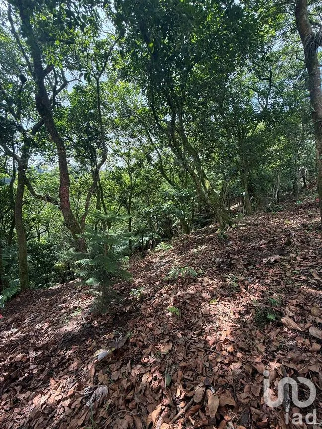 Rancho en Venta en Ciudad de Cuetzalan, Cuetzalan del Progreso, Puebla | NEX-264118 | iad México | Foto 3 de 7