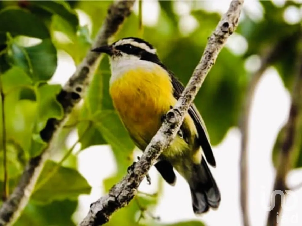 Terreno en Venta en Cholul, Mérida, Yucatán | NEX-291819 | iad México | Foto 17 de 20