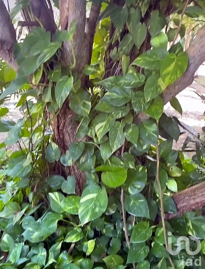 Terreno en Venta en Cholul, Mérida, Yucatán | NEX-291819 | iad México | Foto 18 de 20