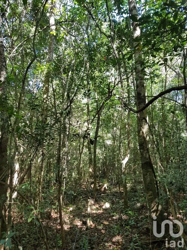 Terreno en Venta en Chunyaxché, Felipe Carrillo Puerto, Quintana Roo | NEX-286685 | iad México | Foto 13 de 18