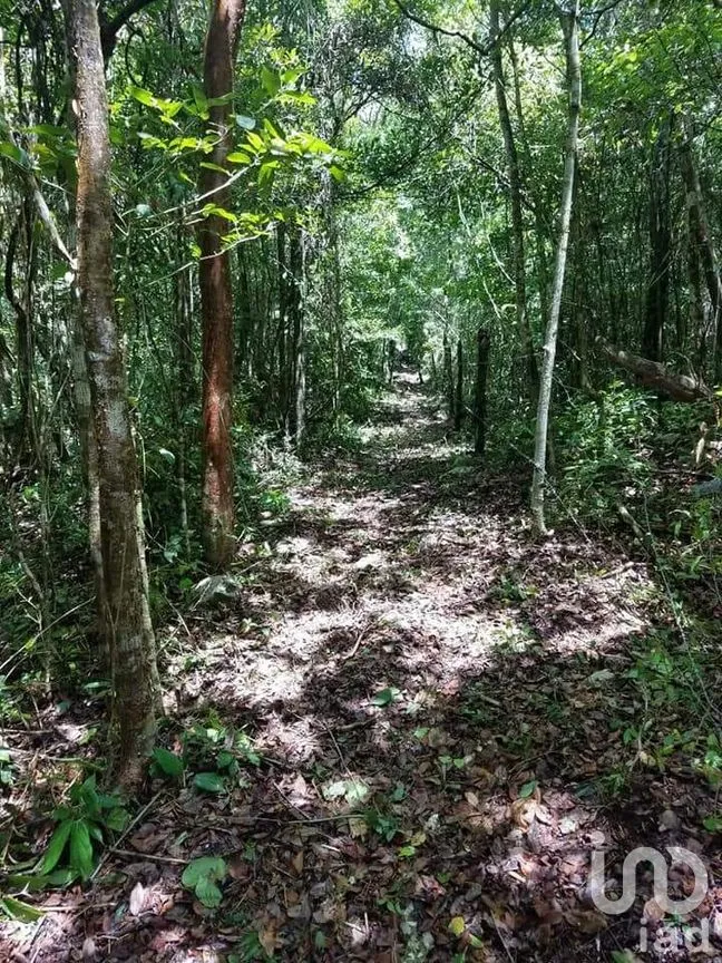 Terreno en Venta en Chunyaxché, Felipe Carrillo Puerto, Quintana Roo | NEX-286685 | iad México | Foto 15 de 18