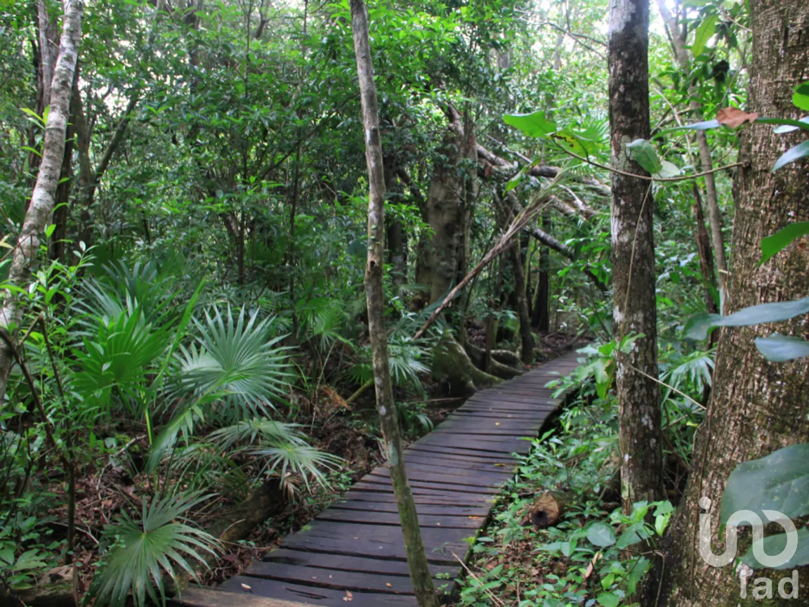 Terreno en Venta en Chunyaxché, Felipe Carrillo Puerto, Quintana Roo | NEX-286685 | iad México | Foto 8 de 18