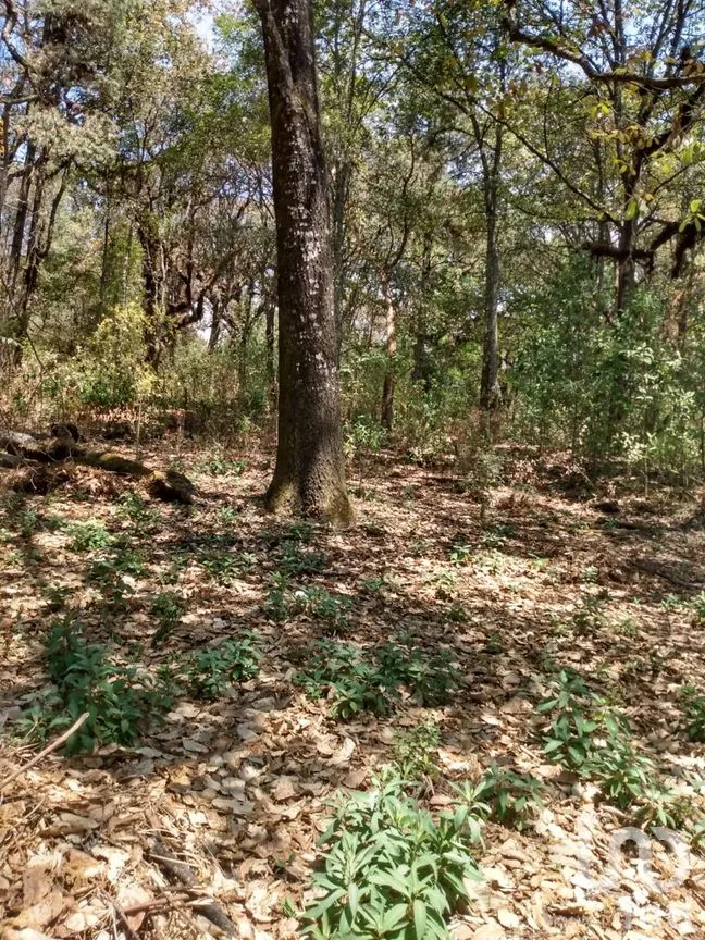 Terreno en Venta en El Vigía (San Nicolás del Monte), Tlalnepantla, Morelos | NEX-291256 | iad México | Foto 3 de 12