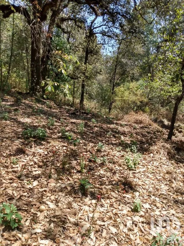 Terreno en Venta en El Vigía (San Nicolás del Monte), Tlalnepantla, Morelos | NEX-291256 | iad México | Foto 4 de 12