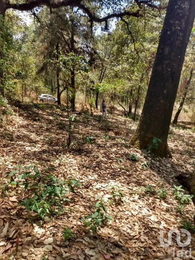 Terreno en Venta en El Vigía (San Nicolás del Monte), Tlalnepantla, Morelos | NEX-291256 | iad México | Foto 5 de 12