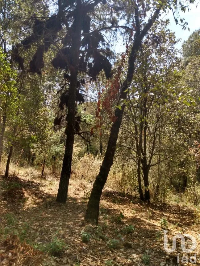 Terreno en Venta en El Vigía (San Nicolás del Monte), Tlalnepantla, Morelos | NEX-291256 | iad México | Foto 8 de 12