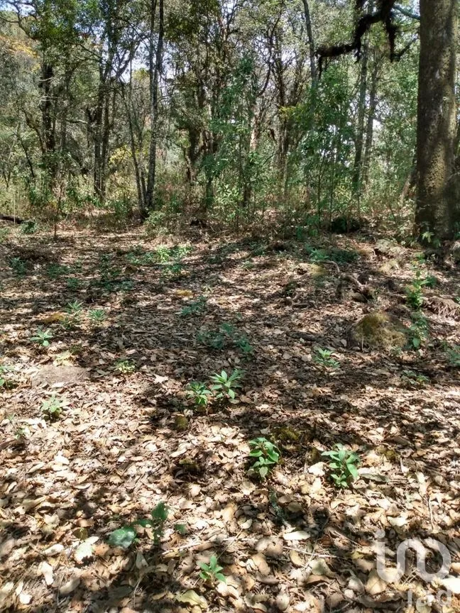 Terreno en Venta en El Vigía (San Nicolás del Monte), Tlalnepantla, Morelos | NEX-291256 | iad México | Foto 9 de 12