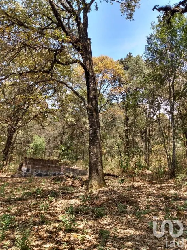 Terreno en Venta en El Vigía (San Nicolás del Monte), Tlalnepantla, Morelos | NEX-291256 | iad México | Foto 10 de 12