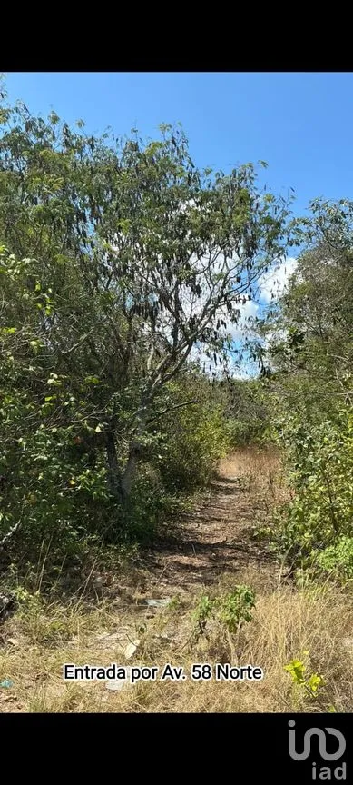 Terreno en Venta en Playa del Carmen Centro, Solidaridad, Quintana Roo | NEX-291306 | iad México | Foto 8 de 11