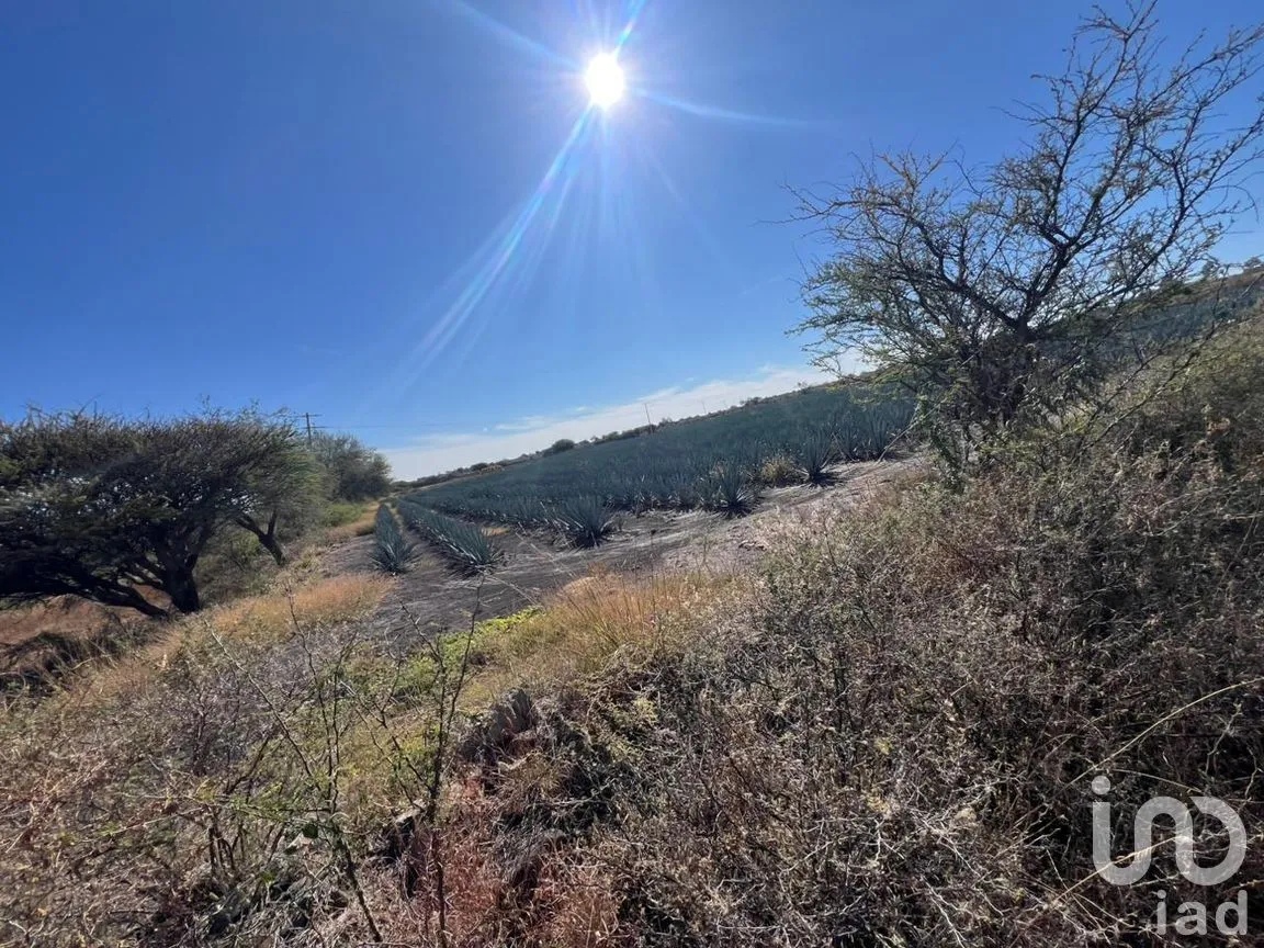 Terreno en Venta en Rancho Espinoza, Cuerámaro, Guanajuato | NEX-286878 | iad México | Foto 5 de 8