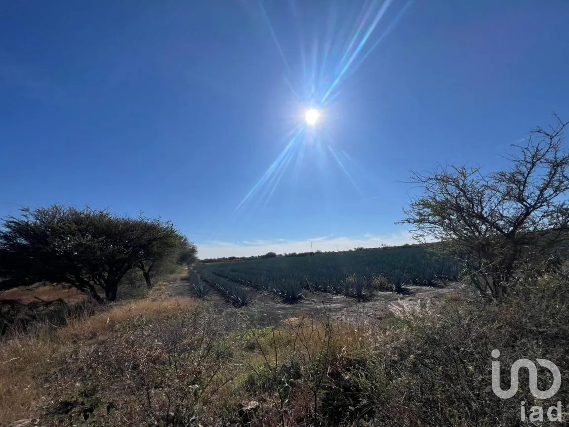 Terreno en Venta en Rancho Espinoza, Cuerámaro, Guanajuato | NEX-286878 | iad México | Foto 6 de 8