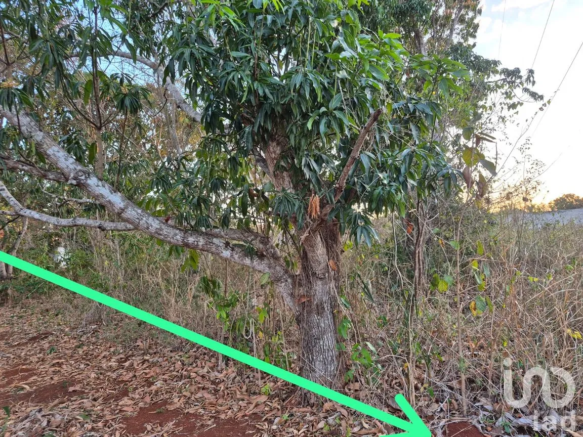 Terreno en Venta en San Pedro, Tenabo, Campeche | NEX-294151 | iad México | Foto 5 de 7
