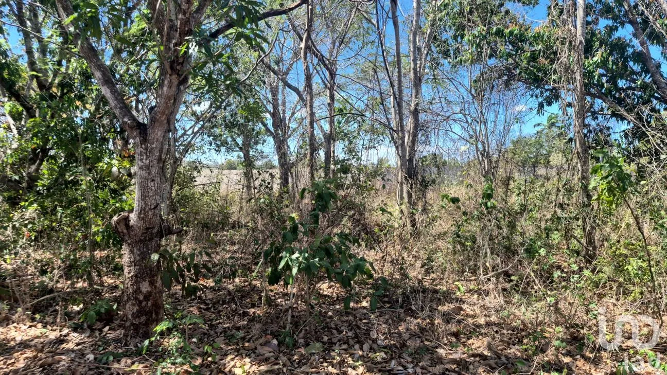 Terreno en Venta en San Pedro, Tenabo, Campeche | NEX-294151 | iad México | Foto 7 de 7