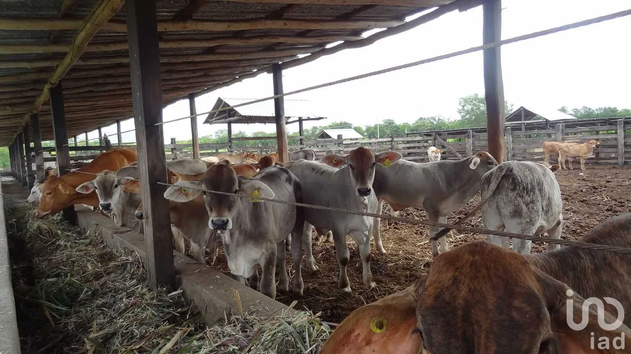 Rancho en Venta en Tizimin Centro, Tizimín, Yucatán | NEX-176305 | iad México | Foto 30 de 32