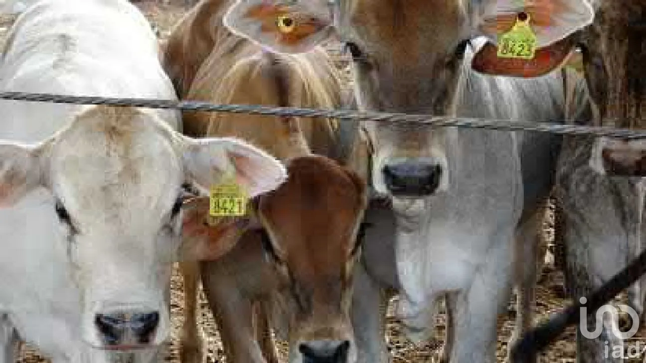 Rancho en Venta en Tizimin Centro, Tizimín, Yucatán | NEX-176305 | iad México | Foto 31 de 32