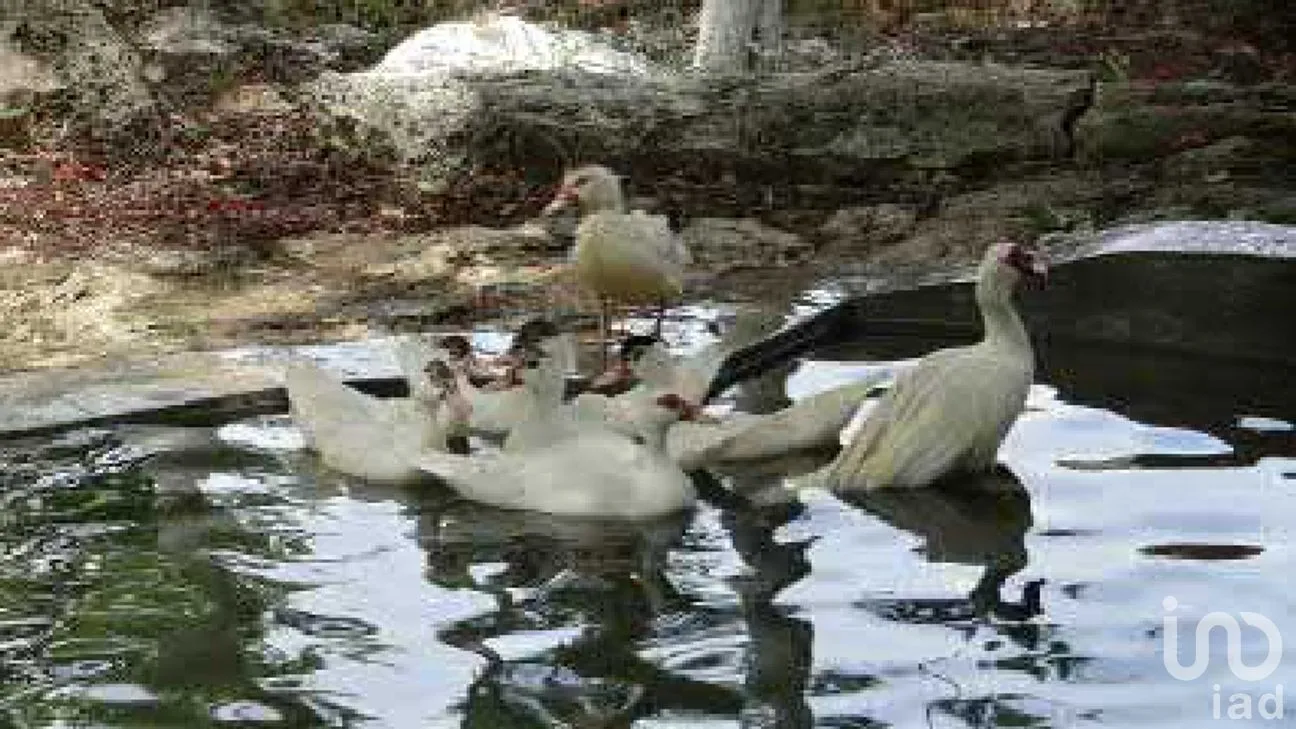 Rancho en Venta en Tizimin Centro, Tizimín, Yucatán | NEX-176305 | iad México | Foto 32 de 32