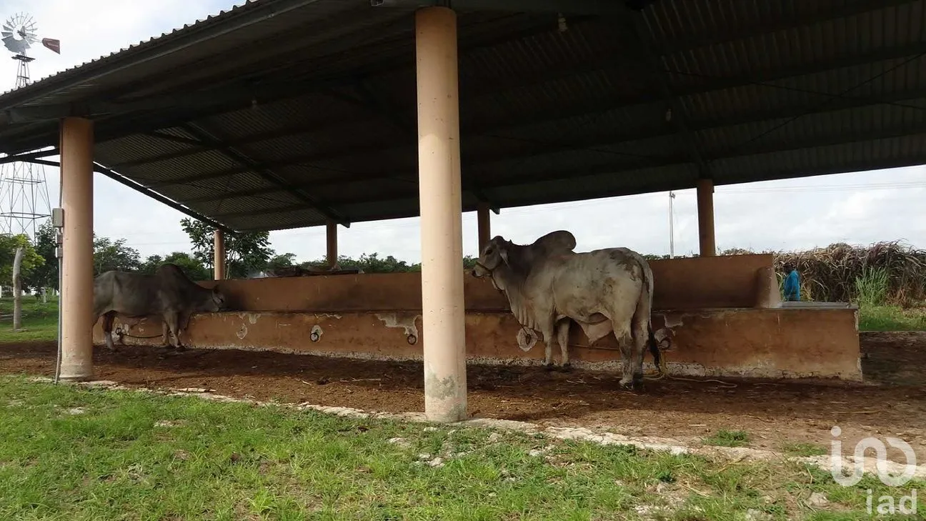 Rancho en Venta en Tizimin Centro, Tizimín, Yucatán | NEX-176305 | iad México | Foto 22 de 32