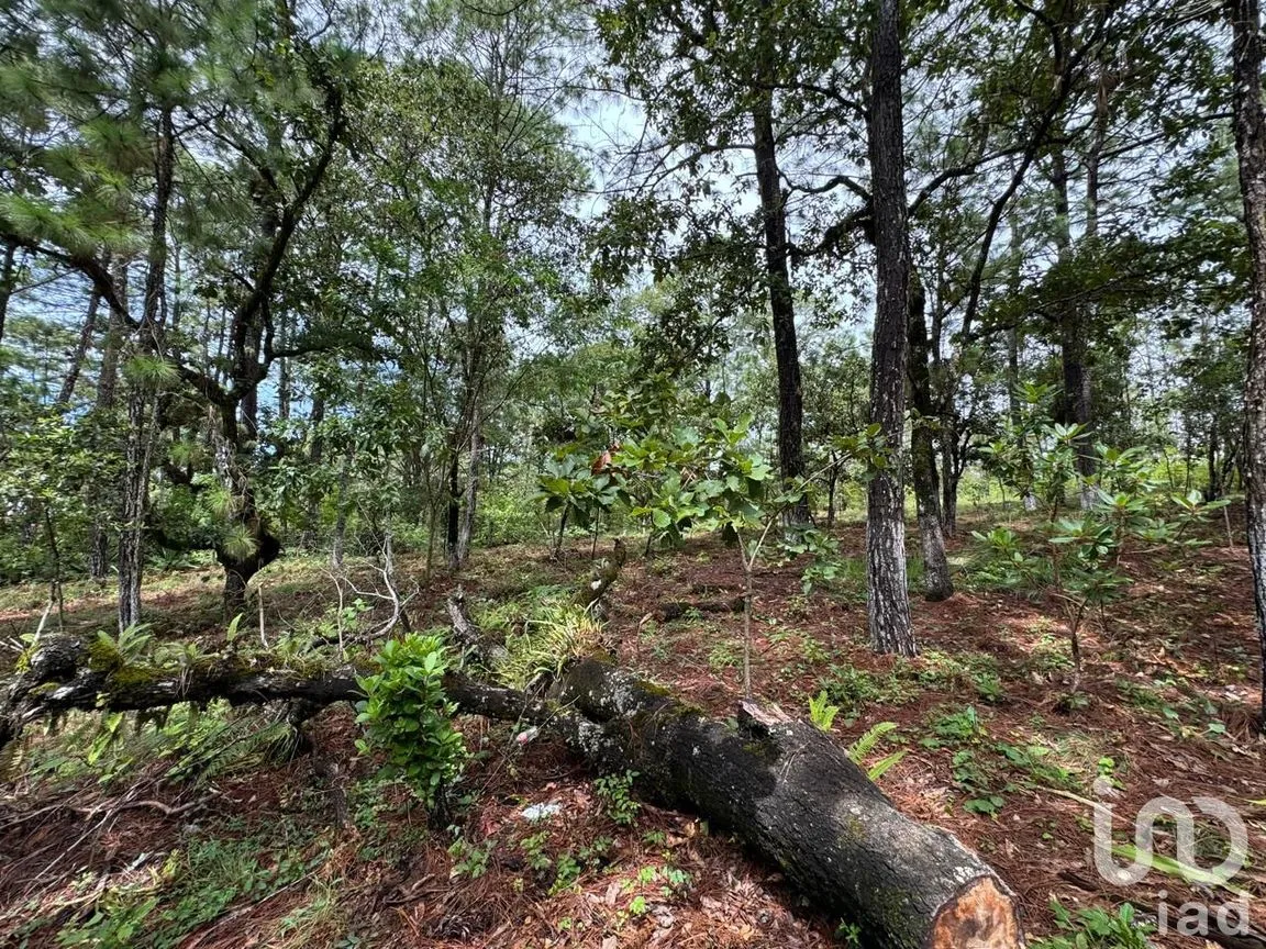Terreno en Venta en Chijiltec (San Isidro), Teopisca, Chiapas | NEX-232897 | iad México | Foto 5 de 17