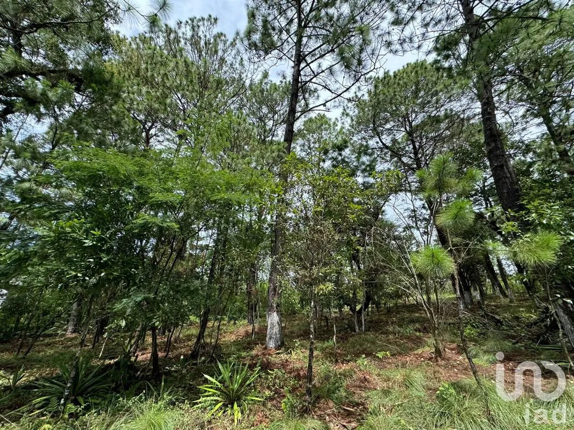 Terreno en Venta en Chijiltec (San Isidro), Teopisca, Chiapas | NEX-232897 | iad México | Foto 7 de 17