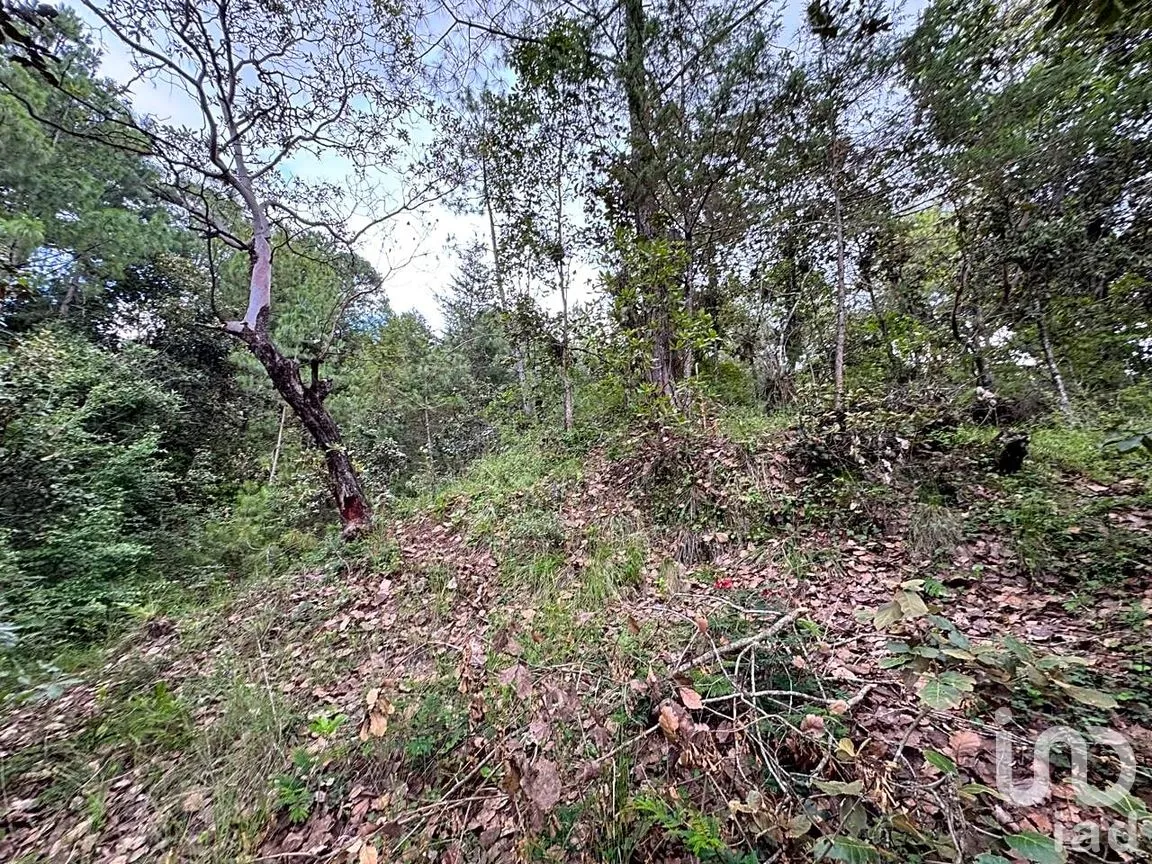 Terreno en Venta en Huitepec Ocotal Sección II, San Cristóbal de las Casas, Chiapas | NEX-259371 | iad México | Foto 12 de 13