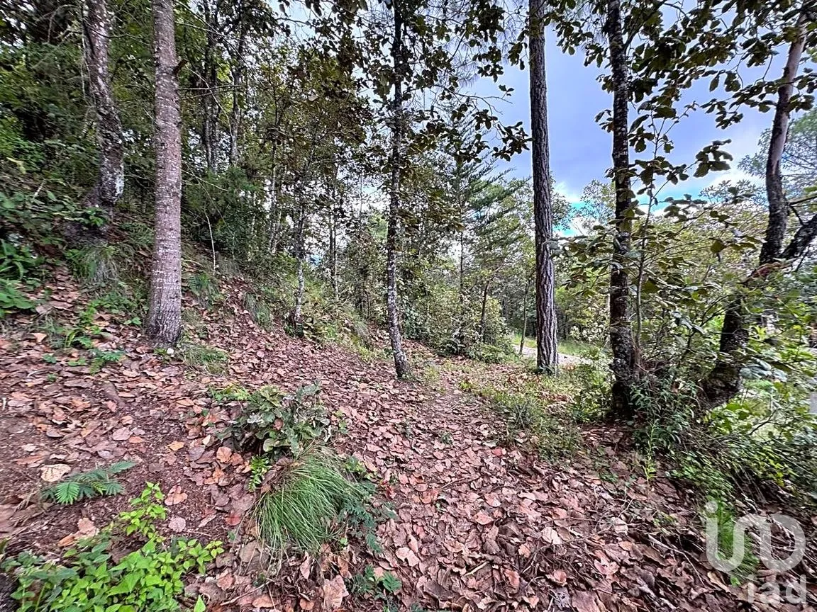 Terreno en Venta en Huitepec Ocotal Sección II, San Cristóbal de las Casas, Chiapas | NEX-259371 | iad México | Foto 9 de 13