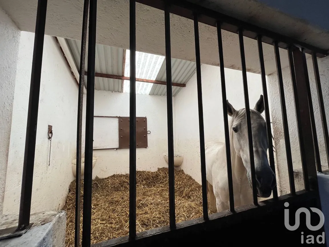 Rancho en Venta en Santo Tomas Ajusco, Tlalpan, Ciudad de México | NEX-170791 | iad México | Foto 17 de 83