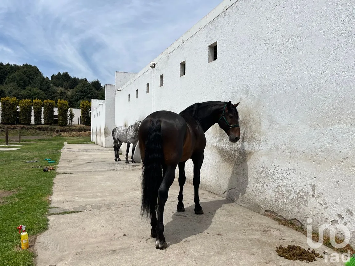 Rancho en Venta en Santo Tomas Ajusco, Tlalpan, Ciudad de México | NEX-170791 | iad México | Foto 20 de 83