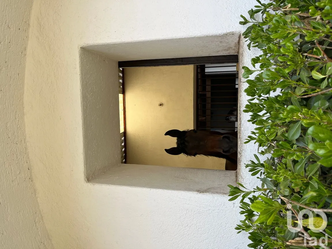 Rancho en Venta en Santo Tomas Ajusco, Tlalpan, Ciudad de México | NEX-170791 | iad México | Foto 74 de 83