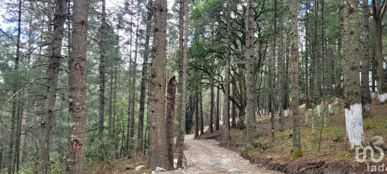 Terreno en Venta en Bosques de San Cayetano, Mineral del Monte, Hidalgo | NEX-146357 | iad México | Foto 8 de 39