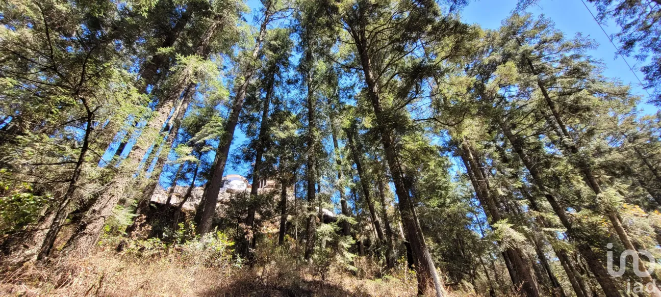 Terreno en Venta en Bosques de San Cayetano, Mineral del Monte, Hidalgo | NEX-146357 | iad México | Foto 28 de 39
