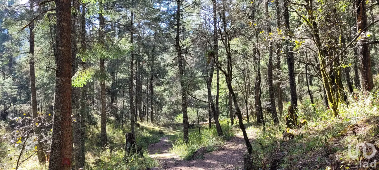 Terreno en Venta en Bosques de San Cayetano, Mineral del Monte, Hidalgo | NEX-146357 | iad México | Foto 32 de 39