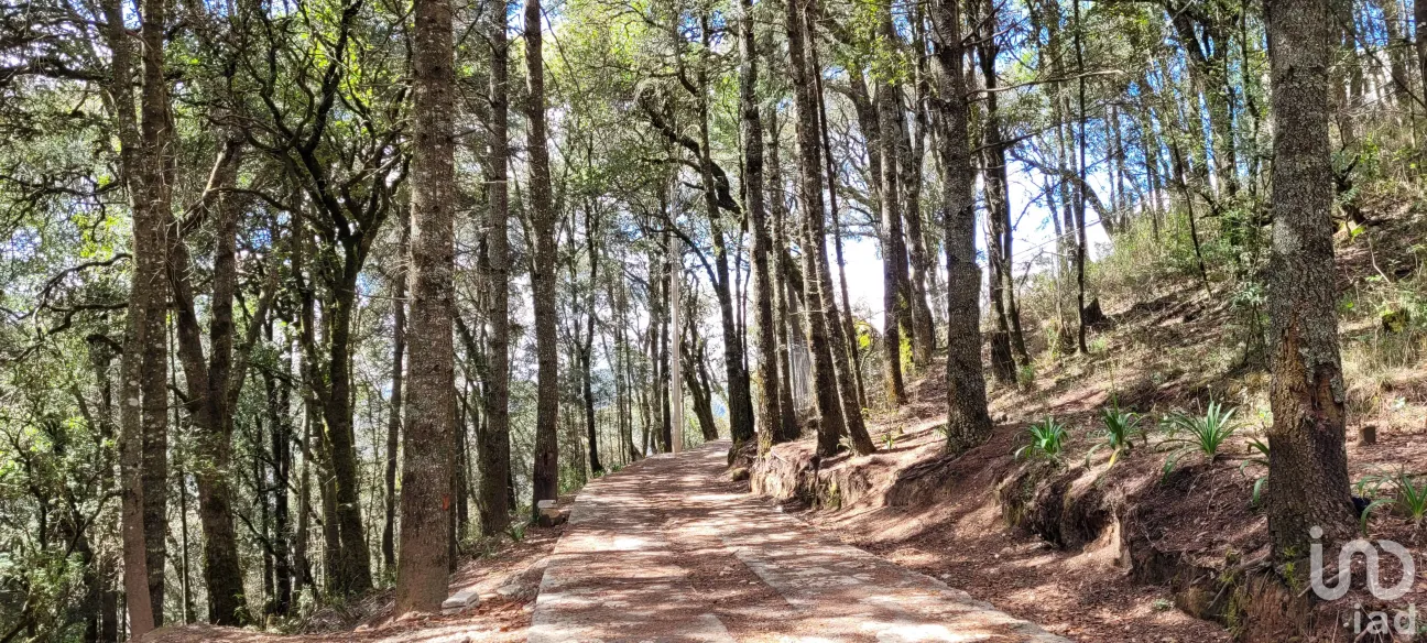 Terreno en Venta en Bosques de San Cayetano, Mineral del Monte, Hidalgo | NEX-146357 | iad México | Foto 12 de 39