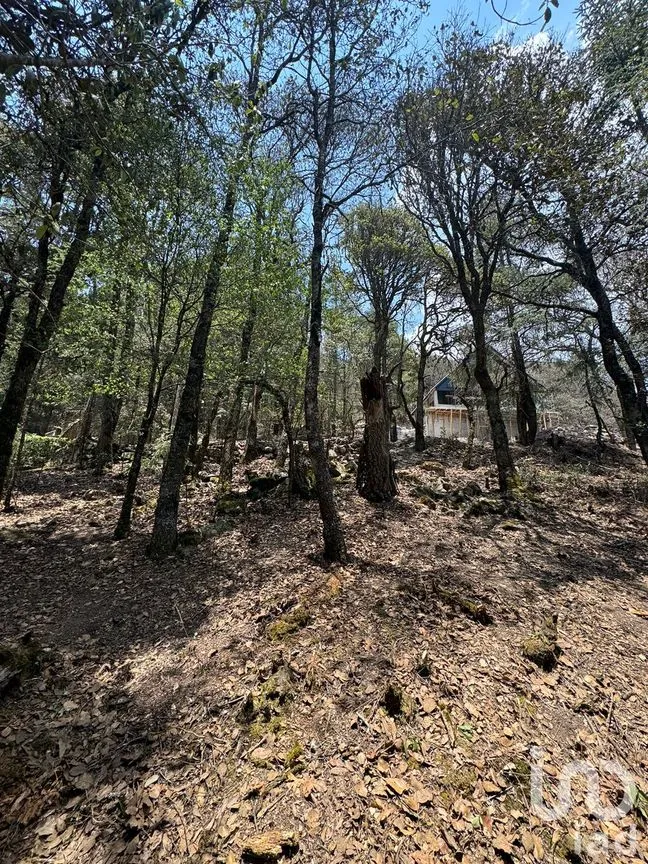 Terreno en Venta en Bosques de San Cayetano, Mineral del Monte, Hidalgo | NEX-218290 | iad México | Foto 4 de 8