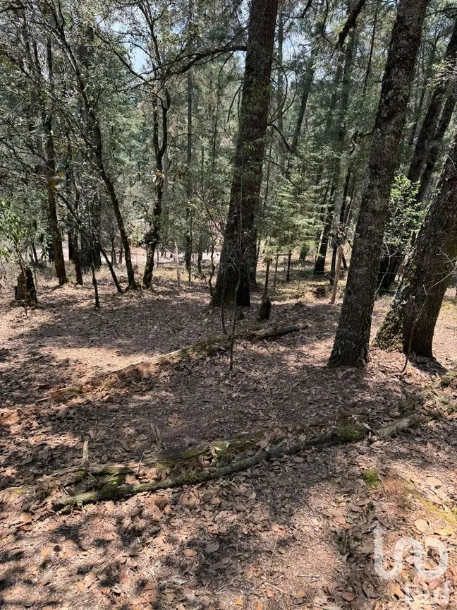 Terreno en Venta en Bosques de San Cayetano, Mineral del Monte, Hidalgo | NEX-218290 | iad México | Foto 5 de 8