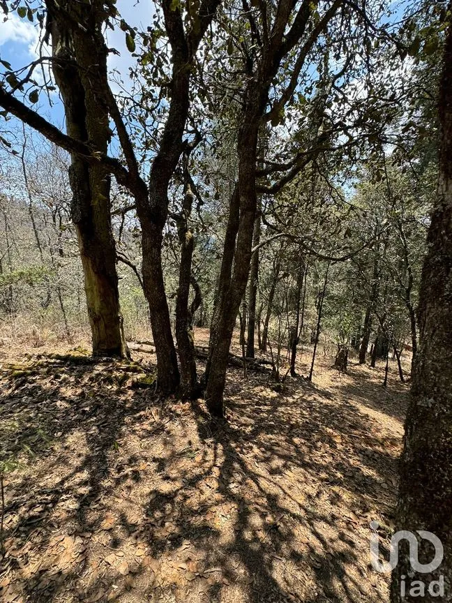 Terreno en Venta en Bosques de San Cayetano, Mineral del Monte, Hidalgo | NEX-218290 | iad México | Foto 7 de 8