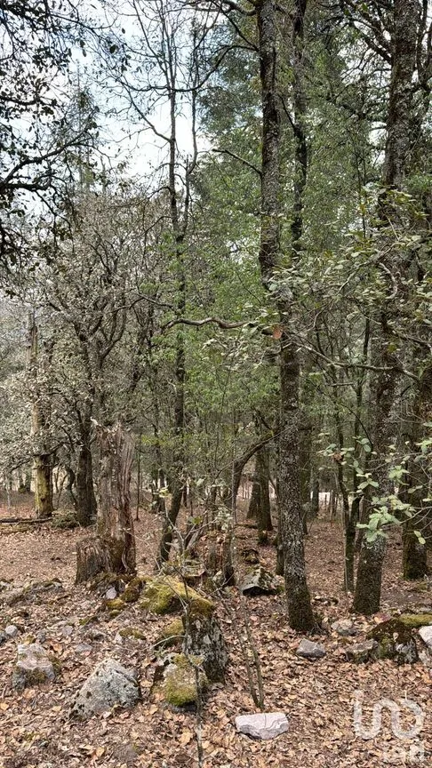 Terreno en Venta en Bosques de San Cayetano, Mineral del Monte, Hidalgo | NEX-218290 | iad México | Foto 8 de 8