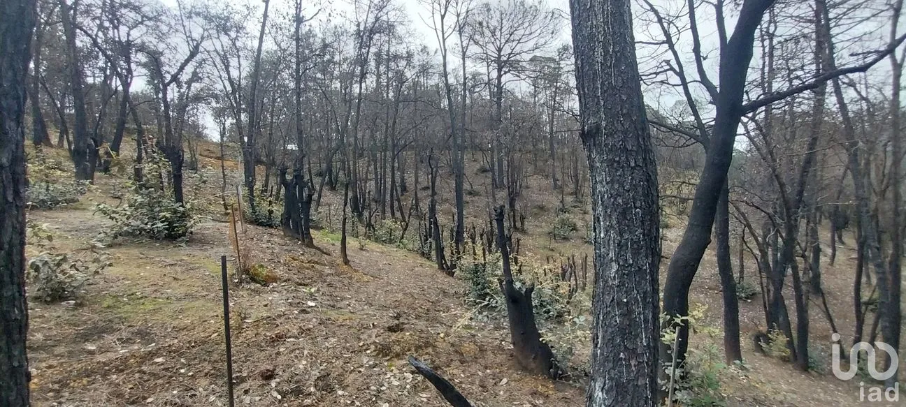 Terreno en Venta en La Sierra, Mineral del Chico, Hidalgo | NEX-235502 | iad México | Foto 8 de 9