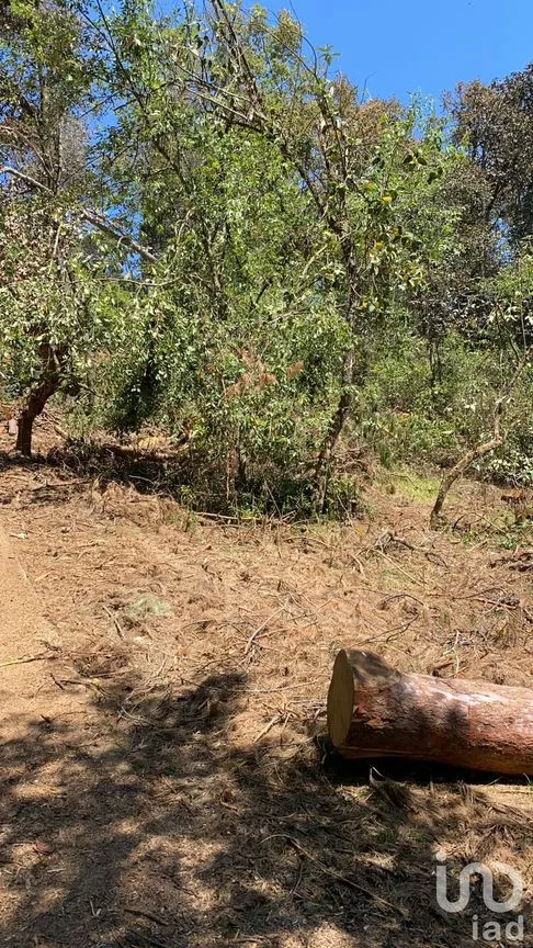 Terreno en Venta en Yemila, Acaxochitlán, Hidalgo | NEX-47580 | iad México | Foto 3 de 6