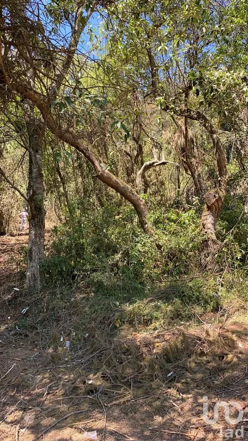 Terreno en Venta en Yemila, Acaxochitlán, Hidalgo | NEX-47580 | iad México | Foto 6 de 6
