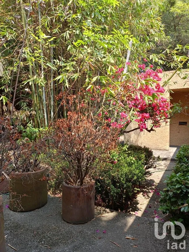 Casa en Venta en La Joya, Tlalpan, Ciudad de México | NEX-250279 | iad México | Foto 6 de 67