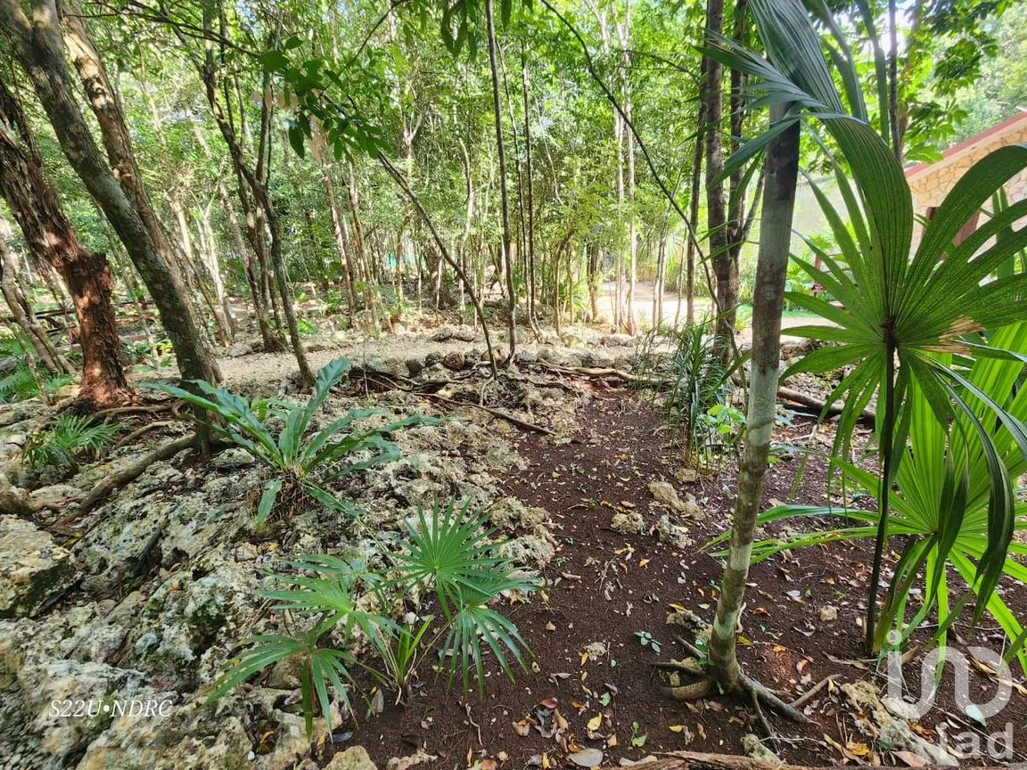 Terreno en Venta en Tres Marias, Lázaro Cárdenas, Quintana Roo | NEX-245065 | iad México | Foto 23 de 25