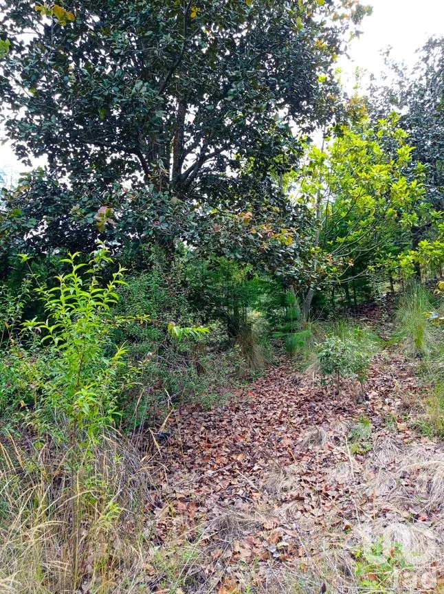 Terreno en Venta en Zacualpan de Ecatepec, San Cristóbal de las Casas, Chiapas | NEX-154409 | iad México | Foto 6 de 11