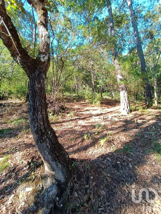 Terreno en Venta en Kaltic, San Cristóbal de las Casas, Chiapas | NEX-239070 | iad México | Foto 3 de 6